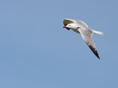 Audouins meeuw / Audouin's Gull / Ichthyaetus audouinii