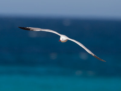 Audouins meeuw / Audouin's Gull / Ichthyaetus audouinii