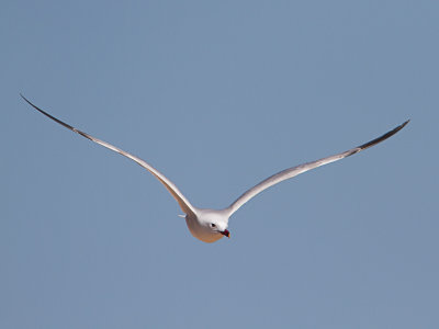 Audouins meeuw / Audouin's Gull / Ichthyaetus audouinii