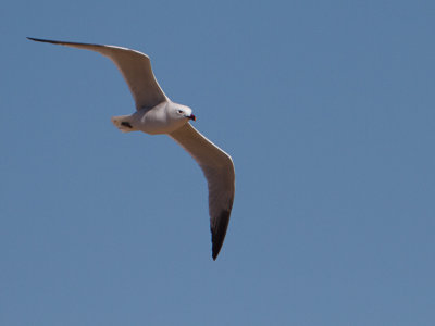 Audouins meeuw / Audouin's Gull / Ichthyaetus audouinii