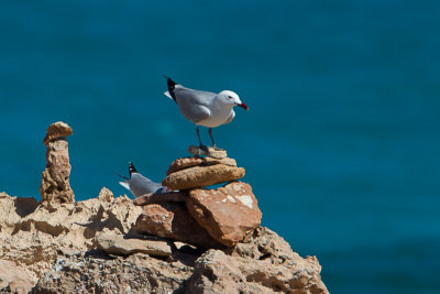 Audouins meeuw / Audouin's Gull / Ichthyaetus audouinii