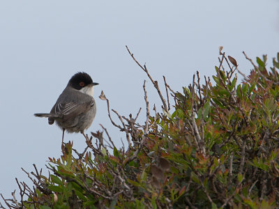 Kleine zwartkop / Sardinian Warbler / Sylvia melanocephala