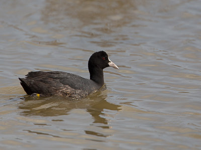 Meerkoet / Eurasian Coot / Fulica atra 