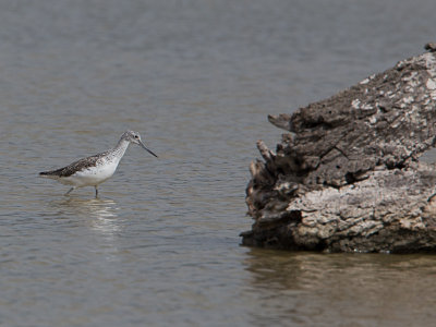 Groenpootruiter / Greenshank / Tringa nebularia 