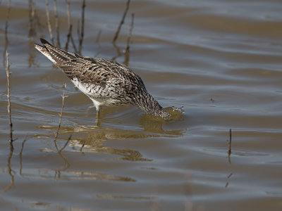 Groenpootruiter / Greenshank / Tringa nebularia 