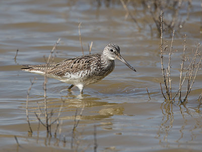 Groenpootruiter / Greenshank / Tringa nebularia 