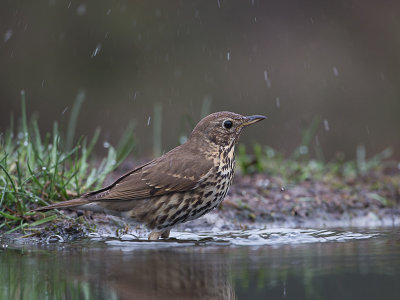 Zanglijster / Song Trush / Turdus philomelos