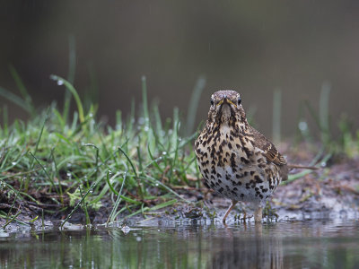 Zanglijster / Song Trush / Turdus philomelos