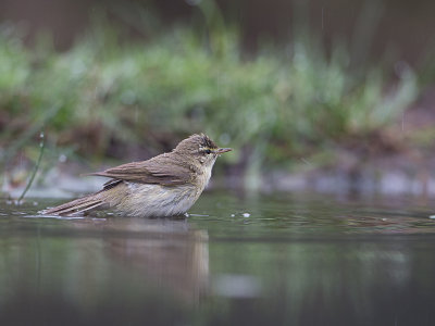 Tjiftjaf / Chiffchaff / Phylloscopus collybita