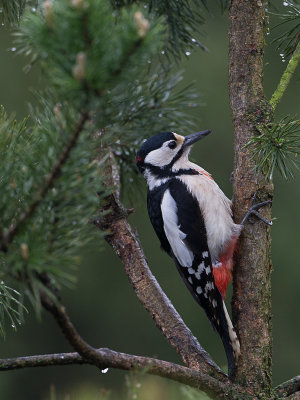 Grote Bonte Specht / Great Spotted Woodpecker / Dendrocopos major