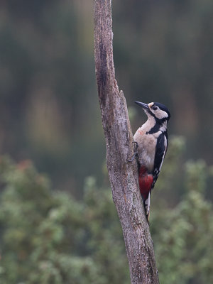 Grote Bonte Specht / Great Spotted Woodpecker / Dendrocopos major