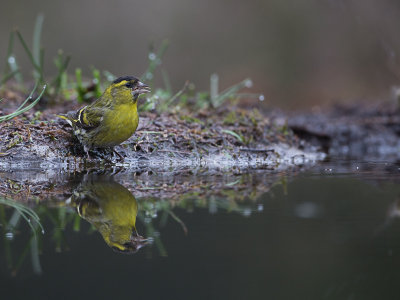 Sijs / Eurasian Siskin / Carduelis spinus 