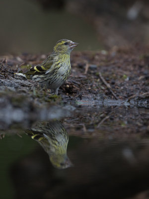 Sijs / Eurasian Siskin / Carduelis spinus 