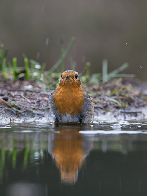 Roodborst / European Robin / Erithacus rubecula