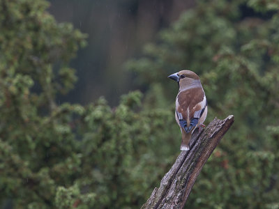 Appelvink / Hawfinch / Coccothraustes coccothraustes