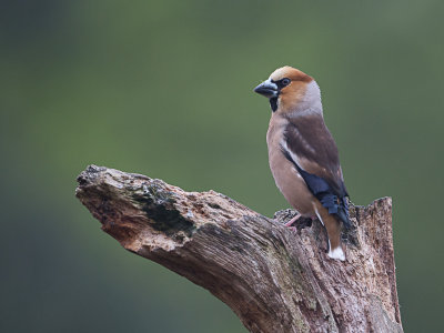 Appelvink / Hawfinch / Coccothraustes coccothraustes