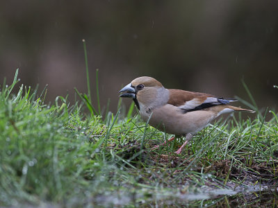 Appelvink / Hawfinch / Coccothraustes coccothraustes