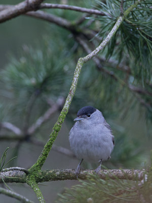 Zwartkop / Blackcap / Sylvia atricapilla 