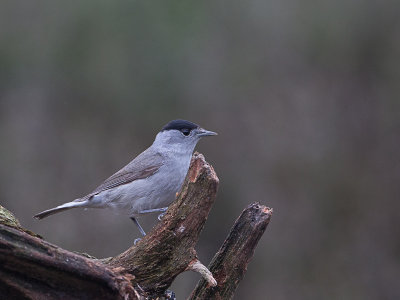 Zwartkop / Blackcap / Sylvia atricapilla 