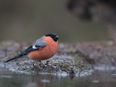 Goudvink / Eurasian Bullfinch / Pyrrhula pyrrhula