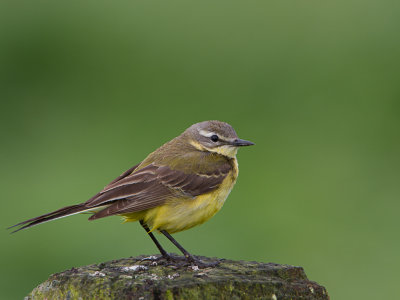 Gele Kwikstaart / Yellow Wagtail / Motacilla flava