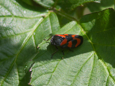 Bloedcicade / Black-and-red froghopper / Cercopis vulnerata