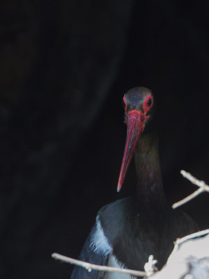 Black Stork / Zwarte ooievaar / Ciconia nigra