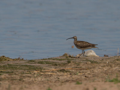 Whimbrel / Regenwulp / Numenius phaeopus 
