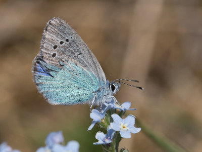 Bloemenblauwtje / Green-Underside Blue / Glaucopsyche alexis