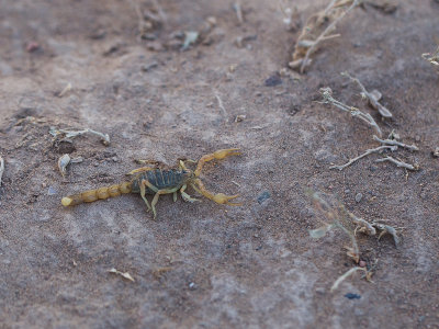 Lesser Asian Scorpion / Mesobuthus eupeus