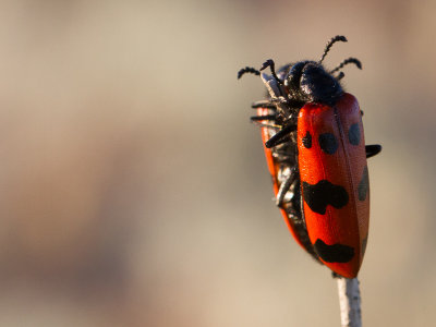 Oliekevers / Blister Beetles / Meloidae