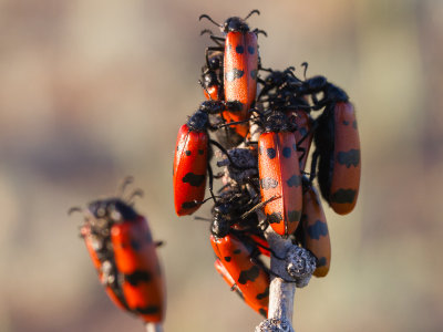 Mylabris quadripunctata