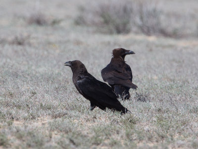 Brown-necked Raven / Bruinnekraaf / Corvus ruficollis