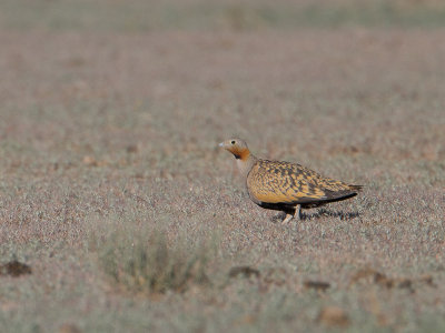 Black-bellied Sandgrouse / Zwartbuikzandhoen / Pterocles orientalis