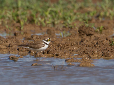 Little Ringed Plover / Kleine Plevier / Charadrius dubius 