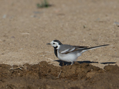 White Wagtail / Witte kwikstaart / Motacilla alba 