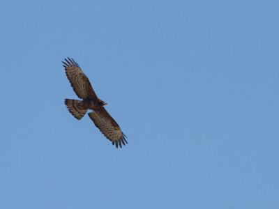Crested Honey-buzzard / Aziatische wespendief / Pernis ptilorhynchus orientalis