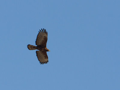 Crested Honey-buzzard / Aziatische wespendief / Pernis ptilorhynchus orientalis