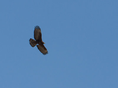 Crested Honey-buzzard / Aziatische wespendief / Pernis ptilorhynchus orientalis