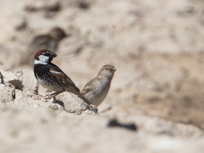 Spanish Sparrow / Spaanse mus / Passer hispaniolensis