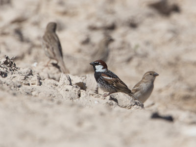 Spanish Sparrow / Spaanse mus / Passer hispaniolensis