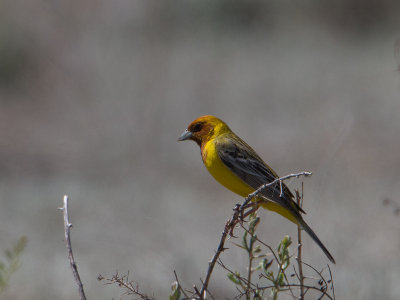 Red-headed Bunting / Bruinkopgors / Emberiza bruniceps 