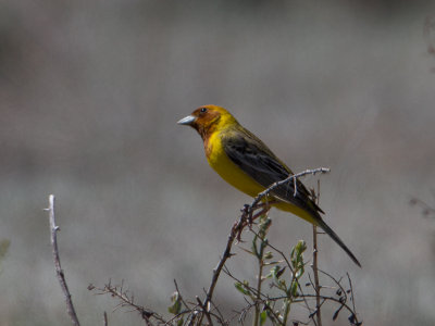 Red-headed Bunting / Bruinkopgors / Emberiza bruniceps 