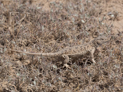 Steppe Runner / Steppehagedis / Eremias arguta potanini 