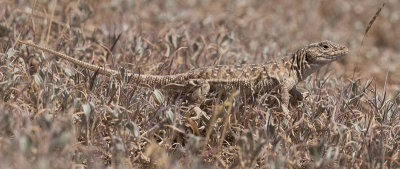 Steppe Runner / Steppehagedis / Eremias arguta potanini 
