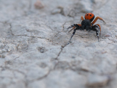 Herfstvuurspin / Ladybird Spider / Eresus cinnaberinus