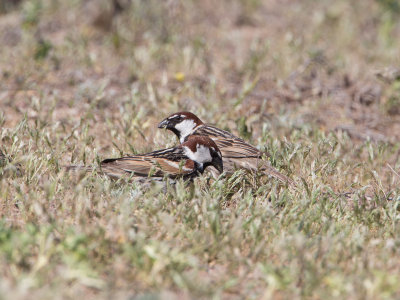 Indian Sparrow / Huismus / Passer Indicus