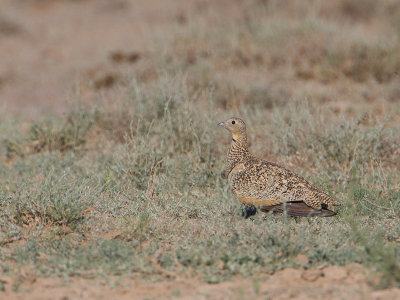 Black-bellied Sandgrouse / Zwartbuikzandhoen / Pterocles orientalis