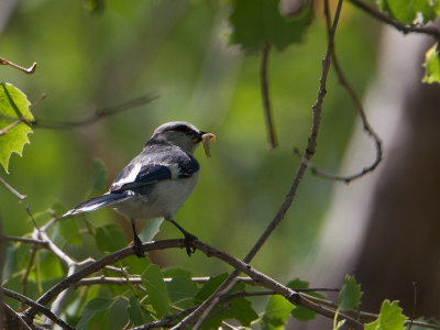 Azure tit / Azuurmees / Cyanistes cyanus