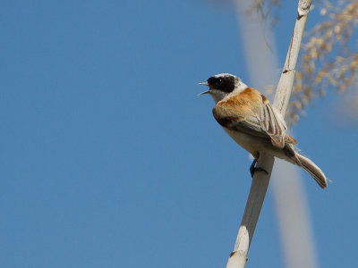 White-crowned Penduline Tit / Witkruinbuidelmees / Remiz coronatus